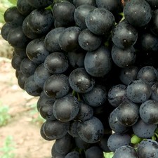 Weintraube blau cabertin gebraucht kaufen  Landau