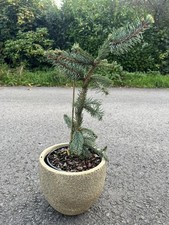 Norway spruce inversa for sale Norway spruce inversa for sale  CHORLEY