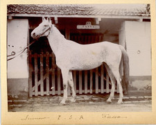 Horse vintage print d'occasion  Expédié en Belgium