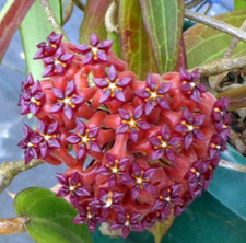 AU STOCK HOYA "BORDENII" -PLANTAS ENRAIZADAS SUCULENTAS 18-14 comprar usado  Enviando para Brazil