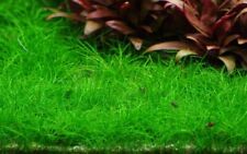 Plante aquarium eleocharis d'occasion  Expédié en France