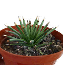 Agave albopilosa titanota usato  Napoli
