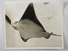 Bat ray fish for sale  EDINBURGH
