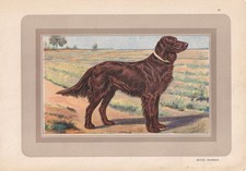 1931 irish setter for sale  BIDEFORD