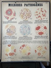 Affiche scolaire microbes d'occasion  Paris XIV
