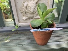 Primula auricula avon for sale  HORNCASTLE