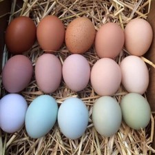Colorful hatching eggs for sale  Chanute