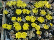 lithops gebraucht kaufen lithops gebraucht kaufen Berlin