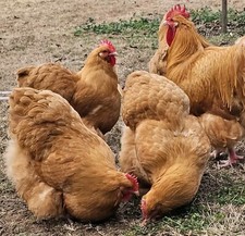 English buff orpington for sale  Lamar
