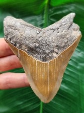 Scharfer zahn megalodon gebraucht kaufen  Göppingen