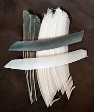 Full length feather for sale  MELKSHAM