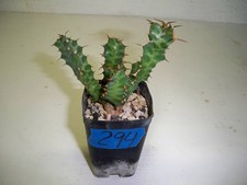 294 euphorbia persistens for sale  El Cajon