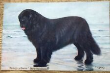 Newfoundland gipsy duke for sale  LLANELLI