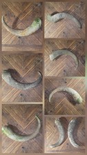Musk horns alaska for sale  Mekoryuk
