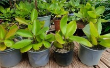 Potted miracle leaf for sale  LUTON