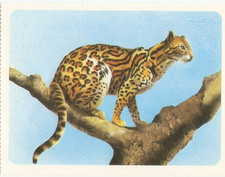 Disney fiche animaux d'occasion  Buxerolles