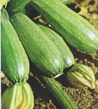 Semi zucchino ortolana usato  Italia