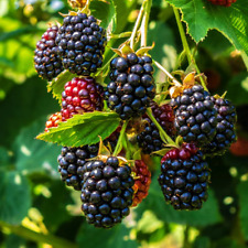 Blackberry seeds sweet for sale  Newport