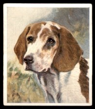 Godfrey phillips dogs for sale  HUNTINGDON