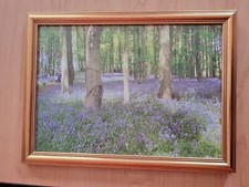 Bluebell wood photo for sale  WELLINGBOROUGH