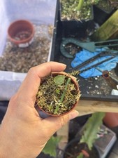Monstera dubia rooted for sale  UK