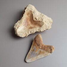 Incredible megalodon fossil d'occasion  Strasbourg-
