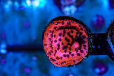 Bright red mystic for sale  SHEFFIELD