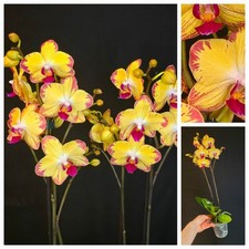 Phalaenopsis papagayo beautifu for sale  NOTTINGHAM