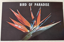 Bird paradise flower for sale  Miami Beach