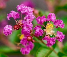 Lagerstroemia indica petal usato  Napoli