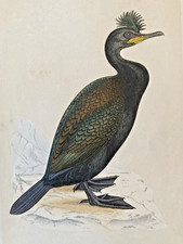 Green cormorant antique for sale  UK