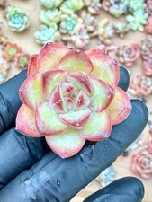 Echeveria live succulent for sale  Los Angeles