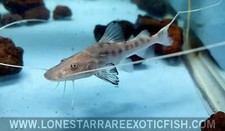 True piraiba catfish for sale  Livingston