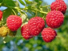 Heritage raspberry starter for sale  Albany