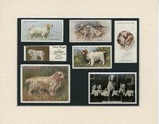Clumber spaniel original for sale  COLEFORD