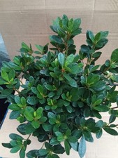 Japanese azalea red for sale  BURY