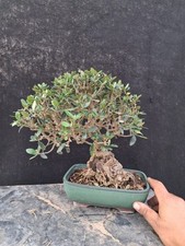 Bonsai olivo usato  Montevarchi