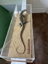 Taxidermy monitor lizard for sale  WAKEFIELD