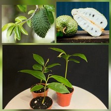 Soursop tree. graviola for sale  NOTTINGHAM