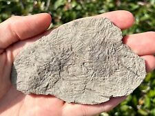 Rare archaeocidaris echinoid for sale  Coppell