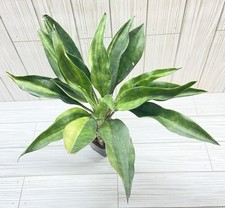 Sansevieria sudwala cave for sale  Winchester