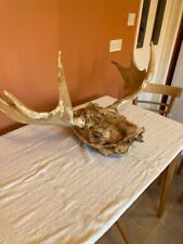 Moose antlers skull. for sale  BURY ST. EDMUNDS