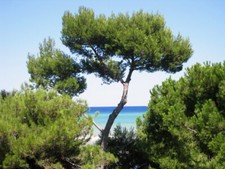 Aleppo pine jerusalem for sale  Allentown