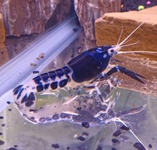 Live crayfish. true for sale  Julian