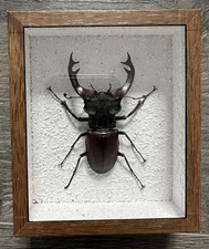 Beetle wooden frame for sale Beetle wooden frame for sale  BROADSTAIRS