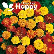 French marigold bonita for sale  DONCASTER