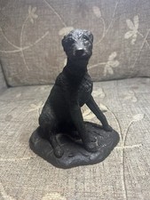 irish wolfhound dog for sale irish wolfhound dog for sale BALLYMONEY