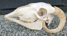 Sheep skull horns for sale  PLYMOUTH