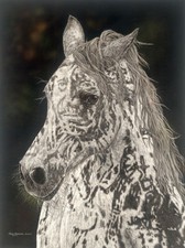 American horse judy for sale  Flower Mound