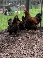 Brahma gold schwarz gebraucht kaufen  Herten